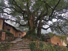-杨家堂村