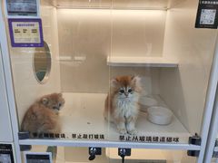 -小猫来了·猫咪专售(红山六九七九店)