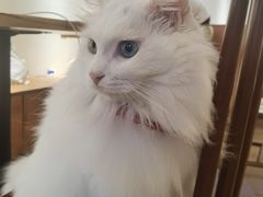 -有猫主题·治愈系猫咖(曾厝垵店)