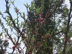 杜鹃花-江西阳明山国家森林公园