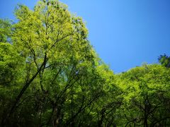 -黑河国家森林公园