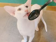 -飞行喵MR PILOT|猫舍·猫咖(静安大融城店)