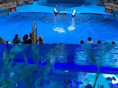 -海合安成都极地海洋公园
