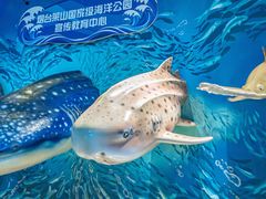 -烟台海昌鲸鲨海洋公园
