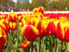 -大宁郁金香公园-停车场