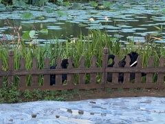 -荷兰花海