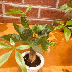 -时尚殿堂·颜SPA