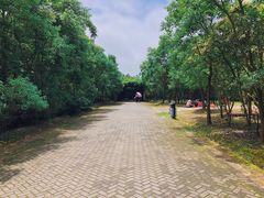 -上海海湾国家森林公园