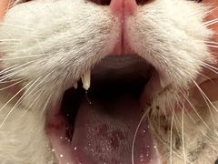 -萌兽医馆·犬猫专科·眼科中心·宠物医院(朝阳门分院)