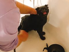 -十年猫舍·猫咪专门店(普陀店)