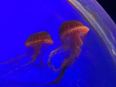 -上海海洋水族馆