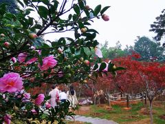 -广州市帽峰山景区