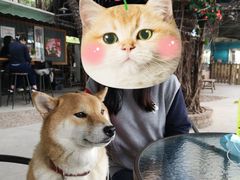 -柴犬高等学院·狗咖·柴犬售卖·宠物训练