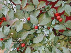 -丽泽山庄·生态怀柔菜·虹鳟鱼(红螺寺店)