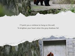 -都江堰中华大熊猫苑