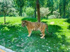 -北京野生动物园