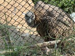 -青藏高原野生动物园
