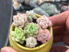 -美食汇海鲜自助餐厅·小龙虾烧烤(富力万达文华酒店)