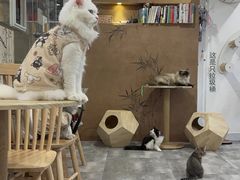 -楼上猫咖(罗湖店)