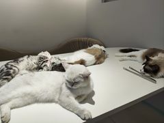 -怪兽屋·羊驼·猫咖·狗咖(俊华广场店)