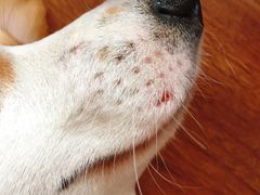 -百好乐宠物友好餐厅(朝外大街店)