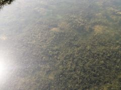 -洋湖国家湿地公园