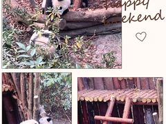 -成都大熊猫繁育研究基地
