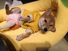 -逗柴咖啡屋·狗咖猫咖宠物桌游