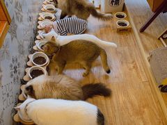 -猫小主咖啡·猫咖cat cafe(福田店)