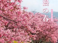 -高东镇樱花园