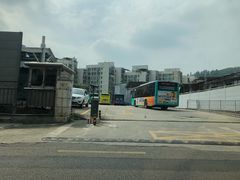 -银湖山郊野公园-相思林