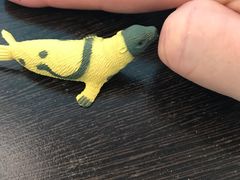 -悉尼海洋生物水族馆