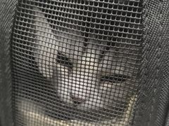 -瑞派宠物医院·24h·骨外科·皮肤科·全科宠物医疗转诊中心(沈阳浑南院)