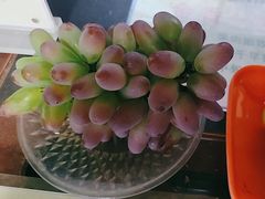 -马陆小张葡萄园农家乐