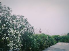 -花岙岛