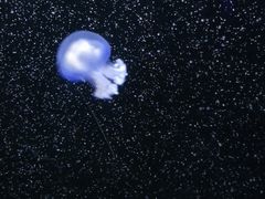 -青岛海底世界-水族馆