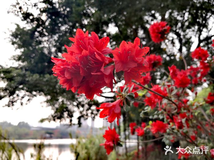琴亭湖公园图片