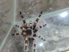 -上海大自然野生昆虫馆(东方明珠·爬宠昆虫探索中心)