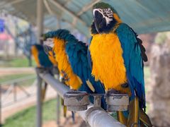 -西霞口神雕山野生动物世界