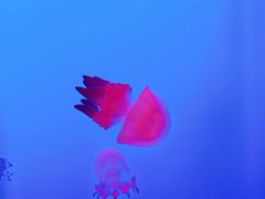 -上海海洋水族馆