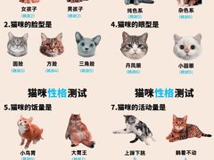 -翊宠yipet猫狗购宠庄园犬舍•猫舍