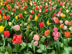 -洛阳郁金香牡丹园