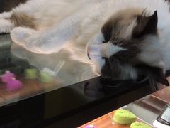 -咖法森林·咖啡  酒吧(天河店)