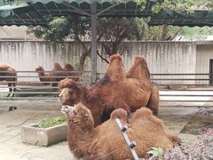 -成都动物园