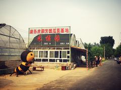 门口-庞各庄翠芳园西瓜蔬菜基地采摘园