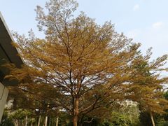 -深圳国际园林花卉博览园