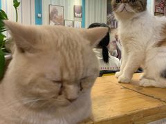 -猫小院猫主题咖啡厅(北锣店)