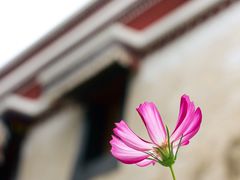 -五当召景区