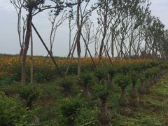 -武汉紫薇都市田园