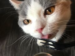 -吉丁鸟咖·异宠·寄养